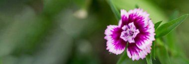 Gökkuşağı Pembe Çiçeği Doğal tarlada