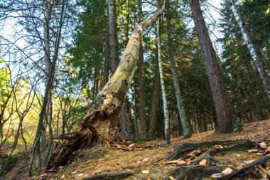 Tüm güzelliğiyle koyu yeşil orman, içindeki güneş ışığı