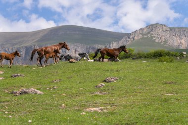 Tarlada otlayan atlar, dağ manzarası.