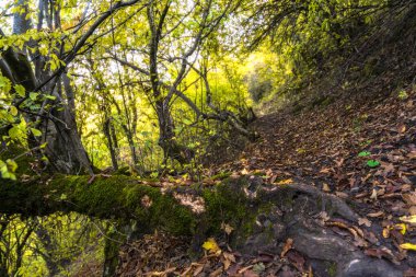 Ormanda kalın kökleri olan yaşlı yeşil ağaç.