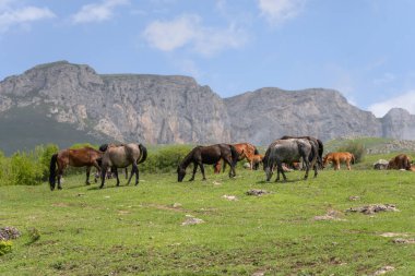 Tarlada otlayan atlar, dağ manzarası.