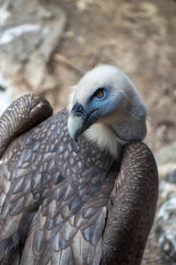 Griffon akbabası ağaç dalına tünemiş, stok fotoğrafı