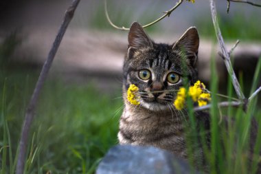 Şirin küçük gri kedi, evcil hayvan, stok fotoğrafı.