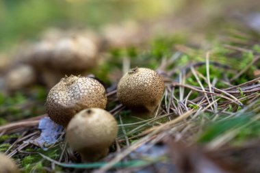 Ormanda sonbahar mantarı, yakın çekim, doğal olarak, stok fotoğrafçılık.