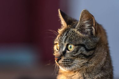 Şirin küçük gri kedi, evcil hayvan, stok fotoğrafı.