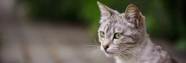 Yeşil bahçedeki kedi