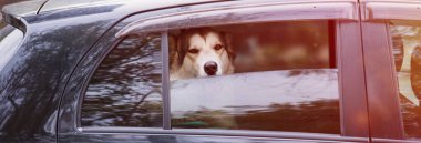 Köpekler arabadalar.