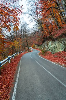 Asfalt yolu, sonbahar ağaçları, güzel manzara, stok fotoğrafı.