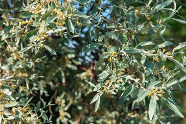 Sarı çiçekli yeşil ağaç, stok fotoğrafı
