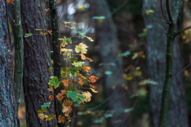 Orman, sonbahar, ağaç dalları, doğal konsept, stok fotoğrafı