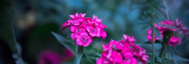 Güzel bahçe pembe çiçekler odak noktası