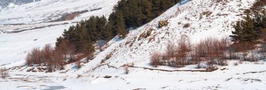 Gökyüzünün altındaki karlı dağda orman