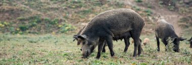 Domuzlar yeşil doğada.