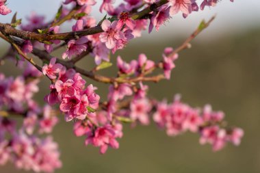 Baharda pembe şeftali çiçekleri açan bir dal.