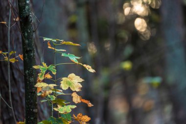 Orman, sonbahar, ağaç dalları, doğal konsept, stok fotoğrafı