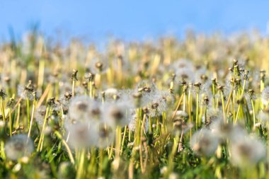 Karahindiba tarlası, güzel bahar çiçekleri.