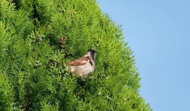 A sparrow on a green tree branch clipart