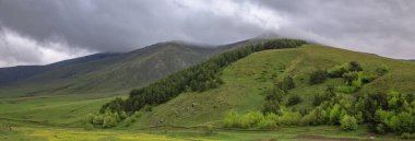 Koyu gökyüzünün altındaki yeşil ağaçlar