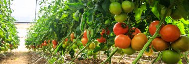 Evde yetişen olgunlaşmış domatesler sarmaşıkların üzerinde sera gardında