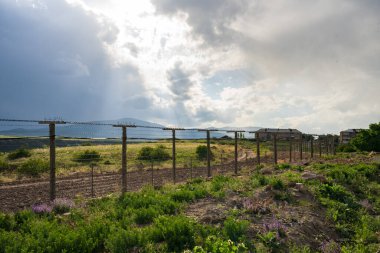 Çit, sınır, ilkbaharda yeşil doğa.,