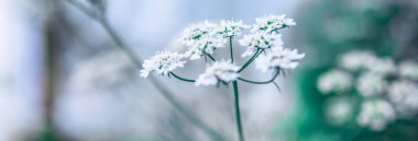 Yeşil renkteki beyaz çiçek.