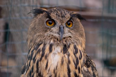 Gün boyunca hayvanat bahçesinde bir baykuş