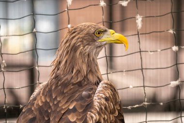 A zoo eagle in a cage clipart