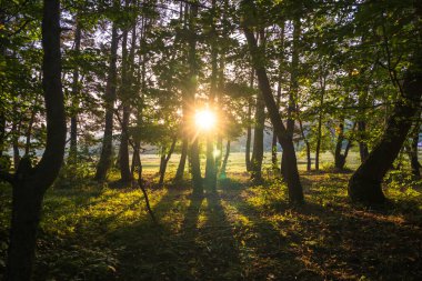 Ormanda güneş ışığı, doğa resmi, yeşil orman.