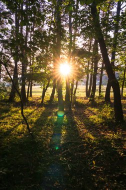 Ormanda güneş ışığı, doğa resmi, yeşil orman.