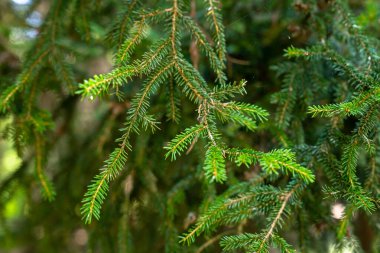 Yeşil köknar dalı