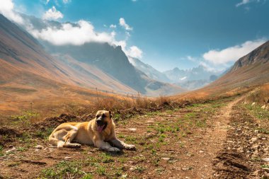 Sokak köpekleri dağların arkasında dinleniyor.