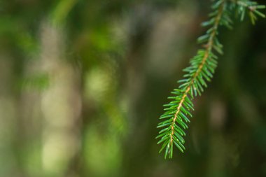 Yeşil köknar dalı