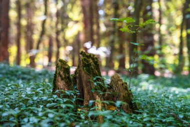 Ormanda yeşil dört yaprak bitkisi, doğanın güzelliği.