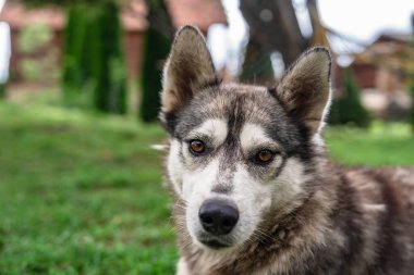 Parktaki evcil köpek, hayvan bakımı konsepti.