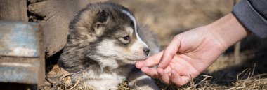 Kadın ve köpek arka bahçede homurdanıyor.