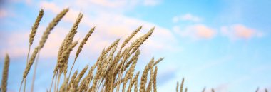 Mavi gökyüzünün altında arpa kulaklı tarla