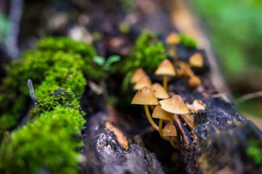 Ağaç gövdesindeki orman mantarları yakın.