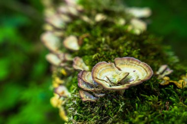 Ağaç gövdesindeki orman mantarları yakın.