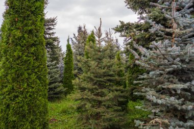 Bahçedeki yeşil köknar ağaçları