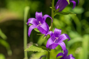 Mor bahar çan çiçekleri, yakın çekim