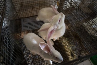 Kafesteki beyaz tavşanlar, üreme.