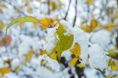 Elma ağacının sonbahar yapraklarında kar.