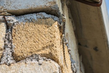 Kertenkele evin duvarında