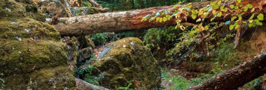 Ormandaki yosunlu kayalar ve taşlar