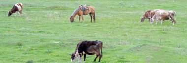 İnek ve yeşil alanda otlayan atlar.