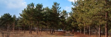 Ormanda doğal bir yürüyüş yolu..