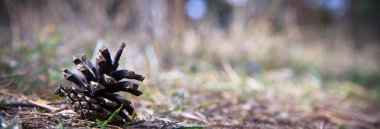 Çam kozalağı ormanda yerde iğne ve iğne üzerine uzanır.