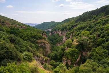 Bereketli ve Yoğun Yeşil Orman