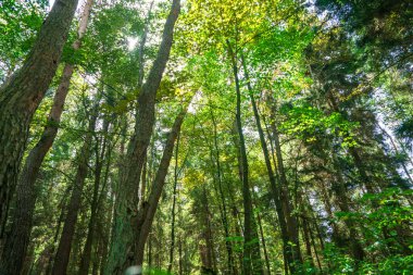 Güzel yeşil orman, ağaç gövdeleri
