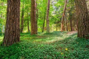Güzel yeşil orman, ağaç gövdeleri